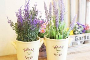 Kỹ thuật nhân giống hoa lavender từ hạt